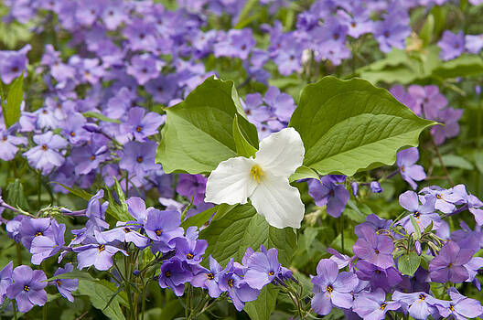 Steve Gettle - Large-flowered Trillium Great Smoky Mts Steve Gettle - Large-flowered Trillium Great Smoky Mts