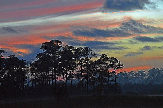 Bill Swartwout Fine Art Photography - Late Sunset Trees in the Mist Bill Swartwout Fine Art Photography - Late Sunset Trees in the Mist