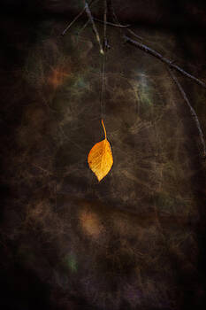 Ray Van Gundy - Leaf Hanging from Spider Web Ray Van Gundy - Leaf Hanging from Spider Web