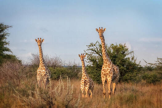 Sylvia J Zarco - Leaning Towers of Critter Sylvia J Zarco - Leaning Towers of Critter