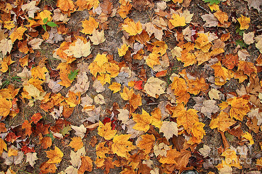 Michael Mooney - Leaves Fall Michael Mooney - Leaves Fall
