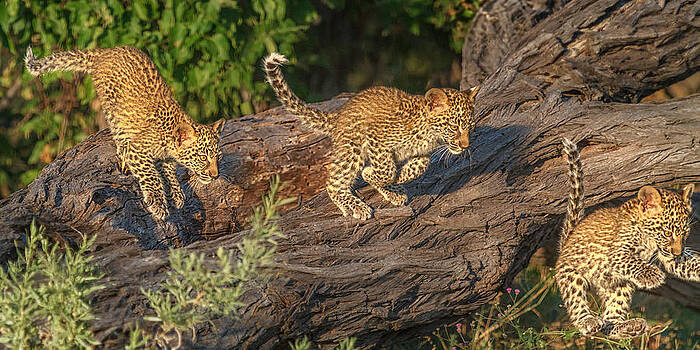 Sylvia J Zarco - Leopard Cub Incoming Sylvia J Zarco - Leopard Cub Incoming