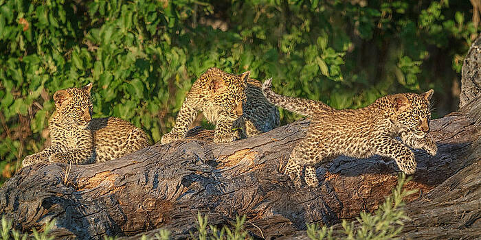 Sylvia J Zarco - Leopard Cub Learning to Fly Sylvia J Zarco - Leopard Cub Learning to Fly