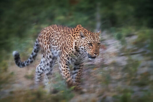 Sylvia J Zarco - Leopard on the Prowl Sylvia J Zarco - Leopard on the Prowl