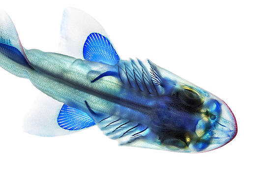 Adam Summers - Leopard Shark Adam Summers - Leopard Shark