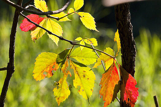 Vernis Maxwell - Light In Leaves Vernis Maxwell - Light In Leaves