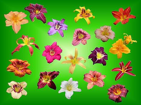MTBobbins Photography - Lilies Floating on Green MTBobbins Photography - Lilies Floating on Green