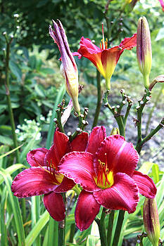 Barbara Giordano - Lily in the Garden Barbara Giordano - Lily in the Garden