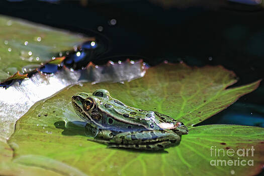 Teresa Zieba - Little Frog on A Leaf Teresa Zieba - Little Frog on A Leaf