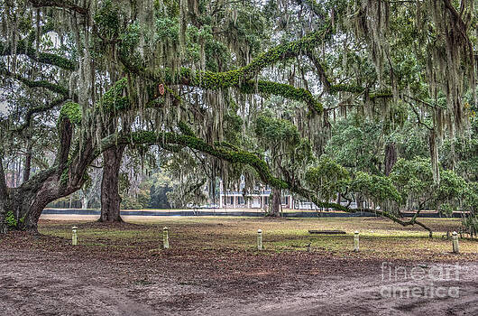 Dale Powell - Live Oak Tree Dripping with Spanish Moss Dale Powell - Live Oak Tree Dripping with Spanish Moss