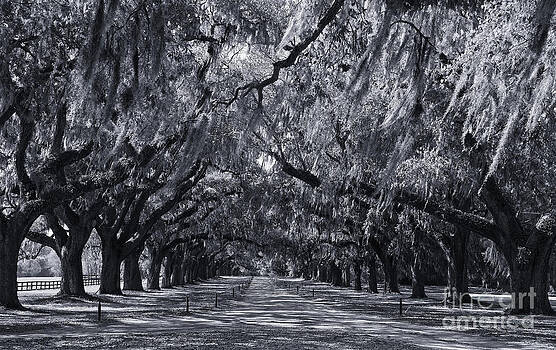 Jill Lang - Live Oaks in Cynotype Jill Lang - Live Oaks in Cynotype
