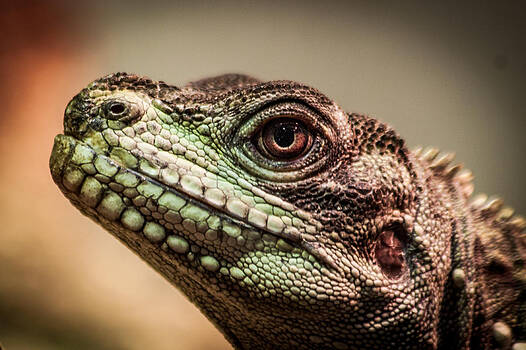 James Woody - Lizard Close-up James Woody - Lizard Close-up