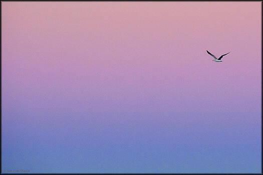 Erika Fawcett - Lone Seagull Erika Fawcett - Lone Seagull
