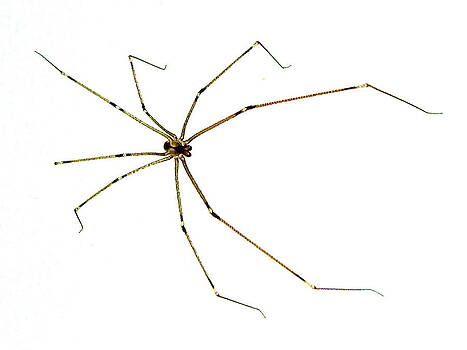 Marc Philippe Joly - long-legged spider Marc Philippe Joly - long-legged spider