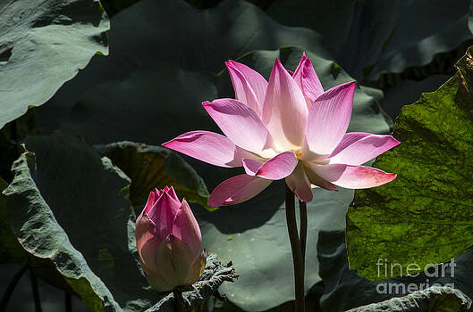 Pravine Chester - Lotus in Bloom Pravine Chester - Lotus in Bloom