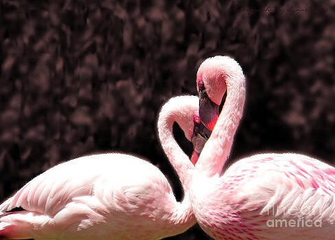 Gena Weiser - Love of the Flamingos Gena Weiser - Love of the Flamingos
