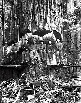 Daniel Hagerman - LUMBERJACK PORTRAIT REDWOODS c. 1889 Daniel Hagerman - LUMBERJACK PORTRAIT REDWOODS c. 1889