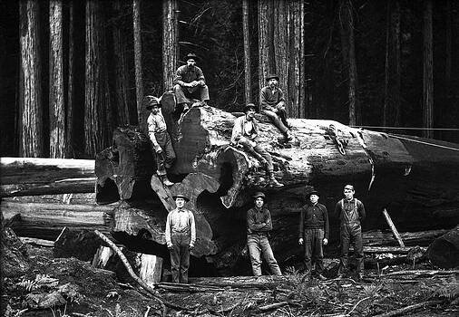 Daniel Hagerman - LUMBERJACK SEQUOIA LOG c. 1890 Daniel Hagerman - LUMBERJACK SEQUOIA LOG c. 1890