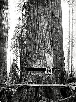 Daniel Hagerman - LUMBERJACKS at WORK c. 1887 Daniel Hagerman - LUMBERJACKS at WORK c. 1887