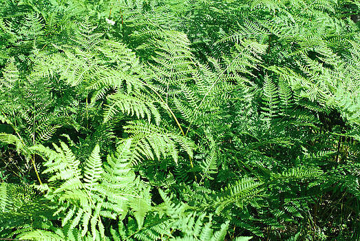 Connie Fox - Lush Green Fern Connie Fox - Lush Green Fern