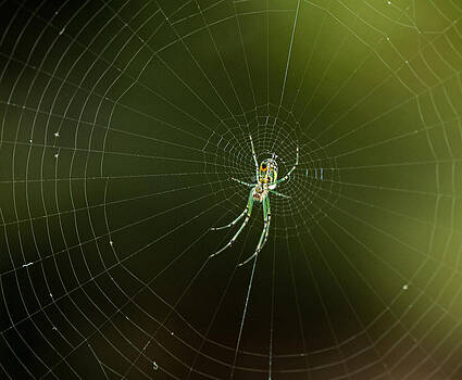 Lara Ellis - Mabel Orchard Spider Lara Ellis - Mabel Orchard Spider
