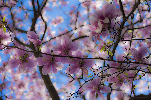 Newnow Photography By Vera Cepic - Magnolia tree from fairytale Newnow Photography By Vera Cepic - Magnolia tree from fairytale