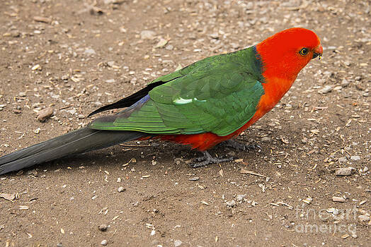 Bob Phillips - Male King Parrot Bob Phillips - Male King Parrot