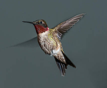 Lara Ellis - Male Ruby-Throated Hummingbird 1 Lara Ellis - Male Ruby-Throated Hummingbird 1