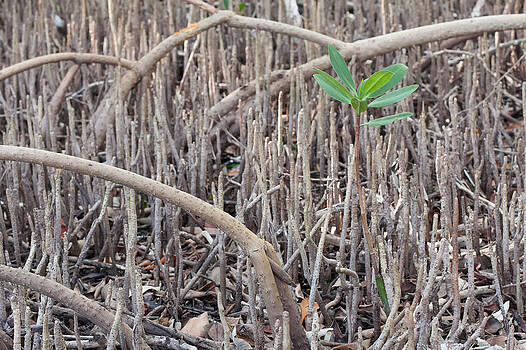 Paul Rebmann - Mangrove Sprout Paul Rebmann - Mangrove Sprout