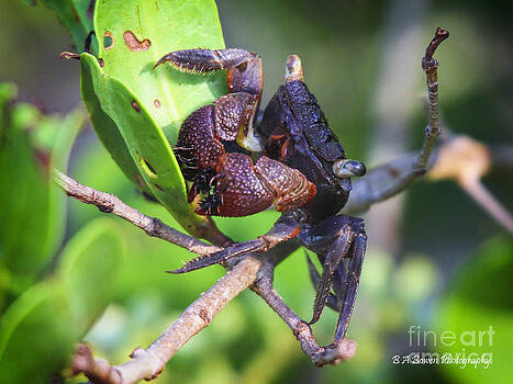 Barbara Bowen - Mangrove Tree Crab Barbara Bowen - Mangrove Tree Crab