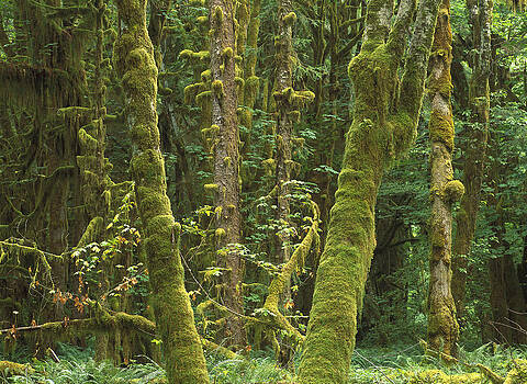 Tim Fitzharris - Maple Glade Quinault Rainforest Tim Fitzharris - Maple Glade Quinault Rainforest