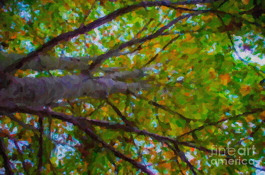 Dale Powell - Maple Tree Dale Powell - Maple Tree