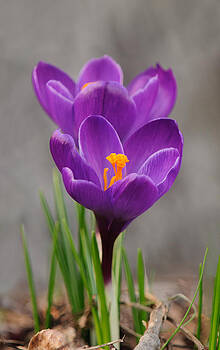 Lara Ellis - Me And My Shadow Crocuses Lara Ellis - Me And My Shadow Crocuses