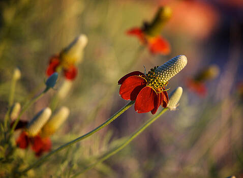Mary Lee Dereske - Mexican Hat Ratibida columnifera Mary Lee Dereske - Mexican Hat Ratibida columnifera