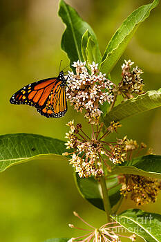 Tim Wilson - Monarch on Flower Tim Wilson - Monarch on Flower
