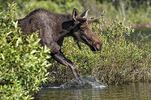 Paul W Sharpe Aka Wizard of Wonders - Moose Makes a Splash Paul W Sharpe Aka Wizard of Wonders - Moose Makes a Splash