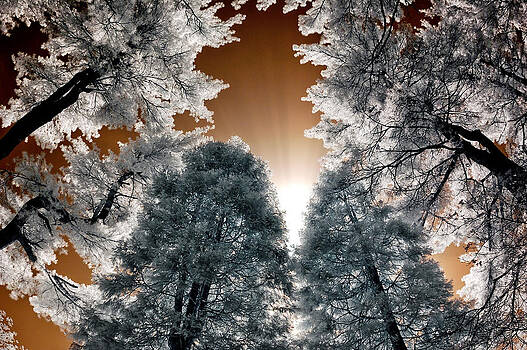 Steve Zimic - Morning Sun and Pines Steve Zimic - Morning Sun and Pines