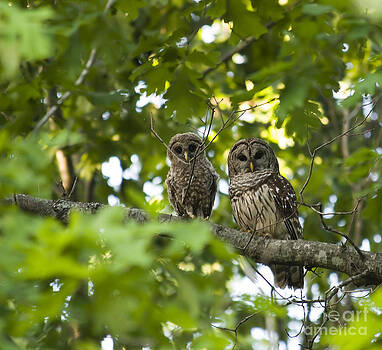Jill Lang - Mother and Baby Barred Owl Jill Lang - Mother and Baby Barred Owl