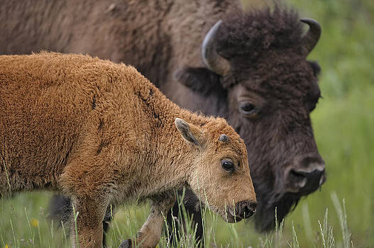 Paul W Sharpe Aka Wizard of Wonders - Mother and Calf Bison Paul W Sharpe Aka Wizard of Wonders - Mother and Calf Bison