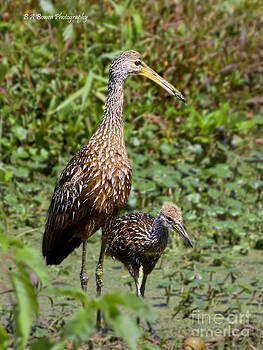 Barbara Bowen - Mother Limpkin and colt Barbara Bowen - Mother Limpkin and colt