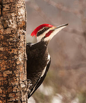 Lara Ellis - Mr. Pileated Lara Ellis - Mr. Pileated