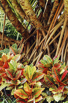 Bob Phillips - Multicolored Codiaeum Bob Phillips - Multicolored Codiaeum