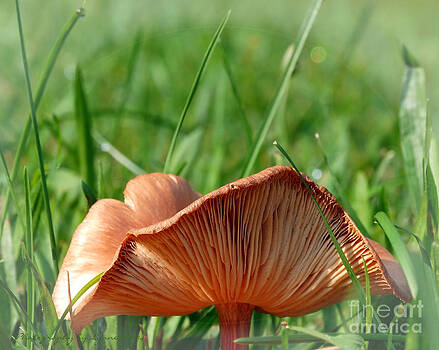 Gena Weiser - Mushroom Creases Gena Weiser - Mushroom Creases