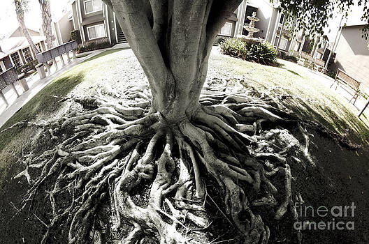 Clayton Bruster - Muted Roots Clayton Bruster - Muted Roots