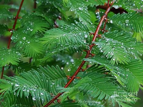 Gena Weiser - Nature - Beautiful and Simple Gena Weiser - Nature - Beautiful and Simple