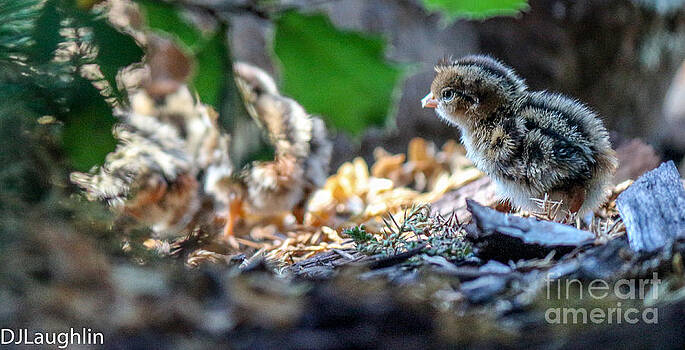 DJ Laughlin - Nest of California quail chick DJ Laughlin - Nest of California quail chick