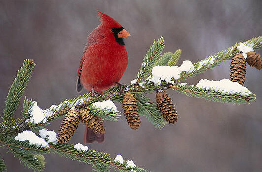 Steve Gettle - Northern Cardinal and Pine Cones Steve Gettle - Northern Cardinal and Pine Cones