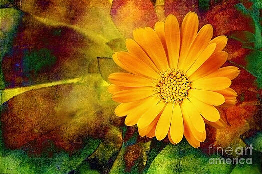 Ellen Cotton - October Zinnia Ellen Cotton - October Zinnia