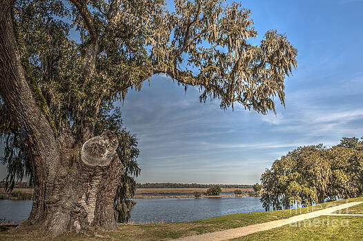 Dale Powell - Old Live Oak Tree Dale Powell - Old Live Oak Tree