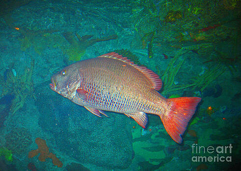 Connie Fox - One Colorful Fish Connie Fox - One Colorful Fish
